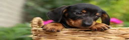 Miniature Dachshund dogs for sale: Houston🐾 - Ad 16