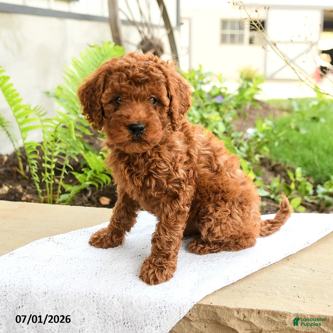 Miniature Poodle dogs for sale: Friendly - Ad 2