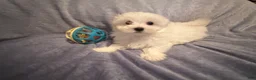 Maltese dogs for sale: Maltese 2 - Ad 2