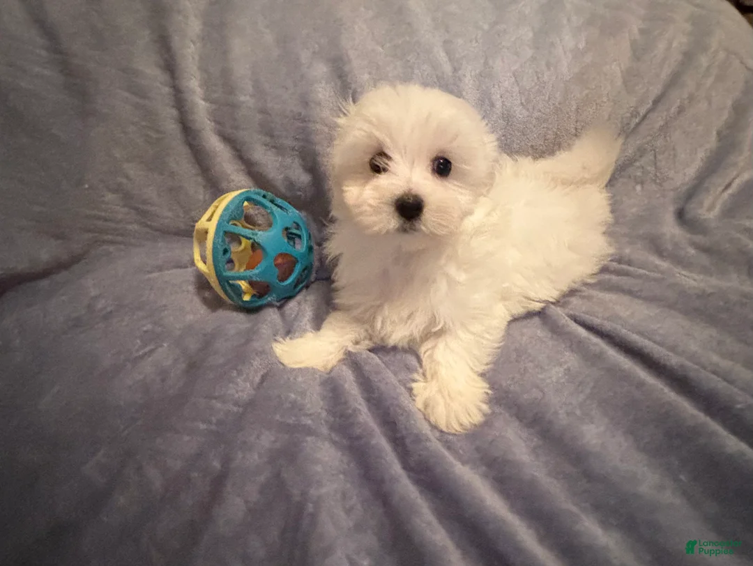 Maltese dogs for sale: Maltese 2 - Ad 2