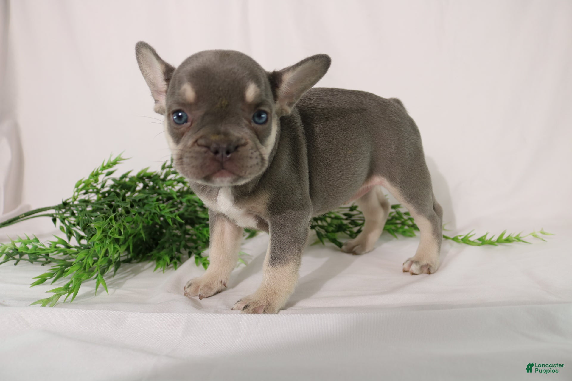 French Bulldog dogs for sale: Lacey - Ad 4