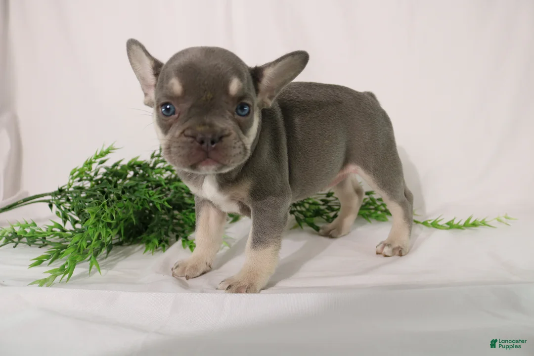 French Bulldog dogs for sale: Lacey - Ad 1