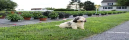 Standard Poodle dogs for sale: Buddy - Ad 1