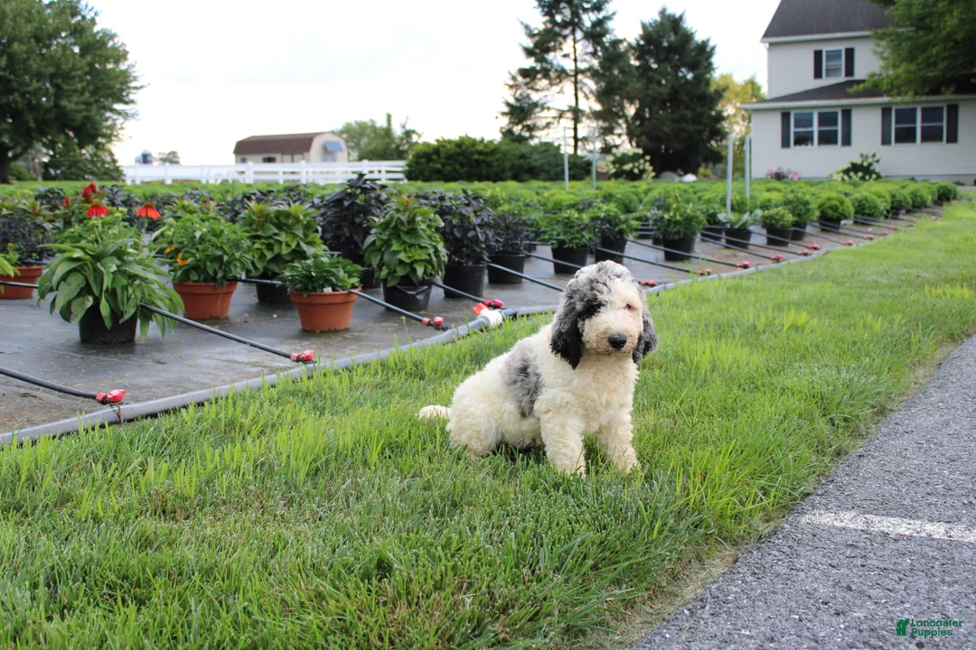 Standard Poodle dogs for sale: Buddy - Ad 1