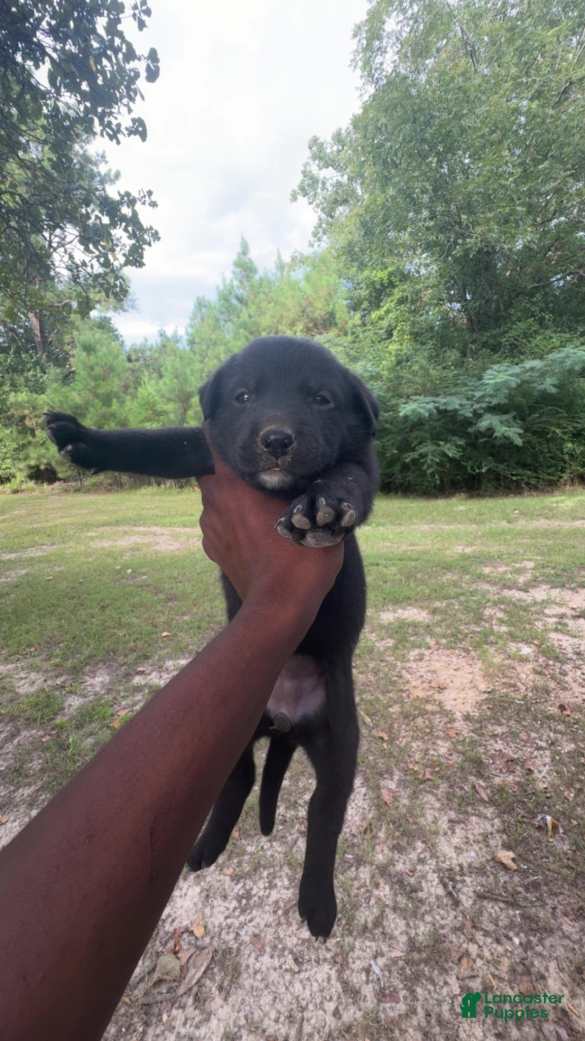 Mixed Breed dogs Mixed Breed 2 - Ad 28