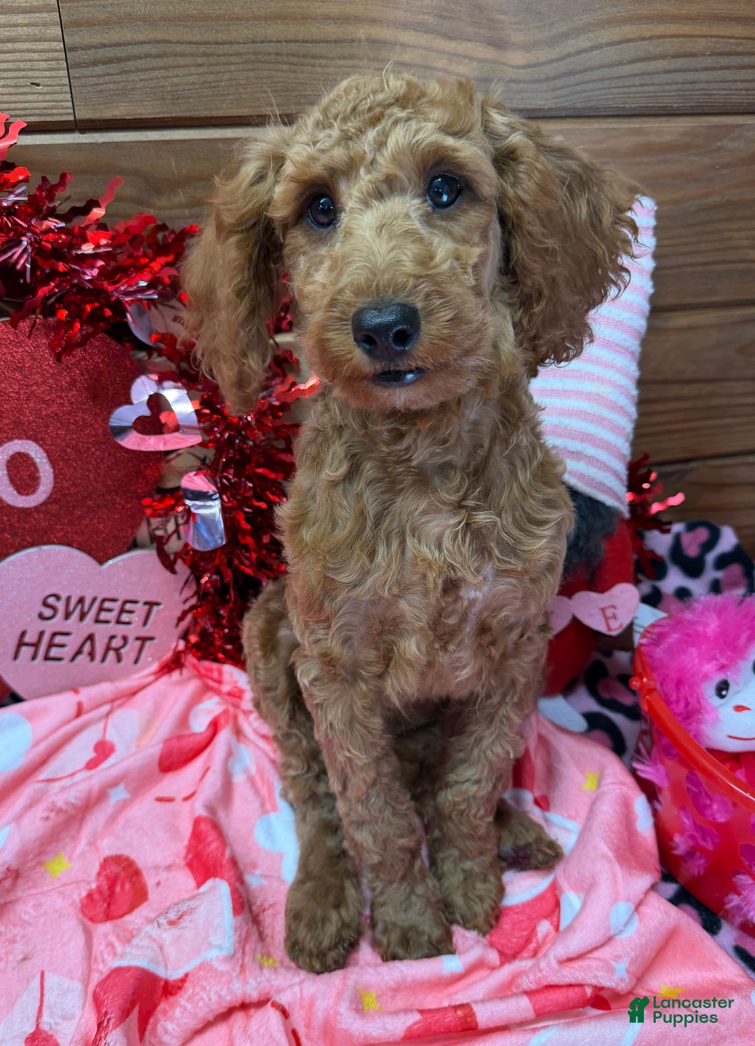 Mini Goldendoodle dogs for sale: Mini Goldendoodle Jackie - Ad 1