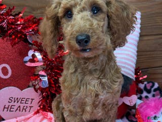 Mini Goldendoodle dogs Mini Goldendoodle Jackie - Ad 1