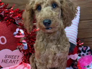 Mini Goldendoodle dogs Mini Goldendoodle Jackie - Ad 9