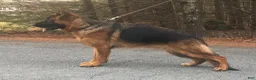 German Shepherd dogs for sale: German Shepherd Blue Collar Male Pick of Liter! - Ad 9