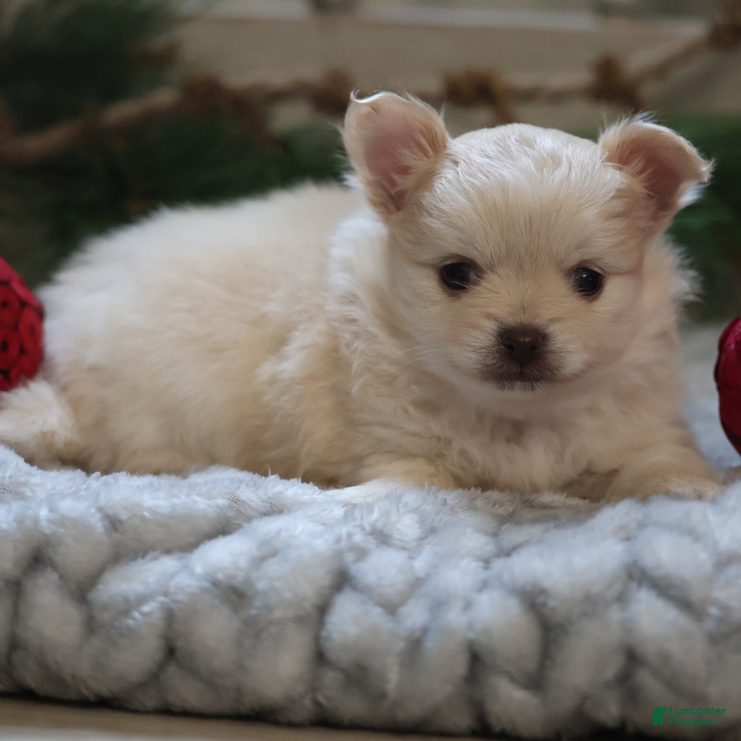 Maltipom dogs for sale: Sugarplum - Ad 8