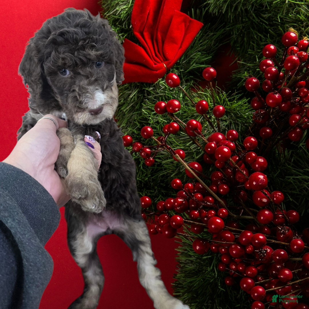 Standard Poodle dogs Standard Poodle Puppy 9 - Ad 13