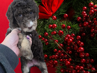 Standard Poodle dogs Standard Poodle Puppy 9 - Ad 19