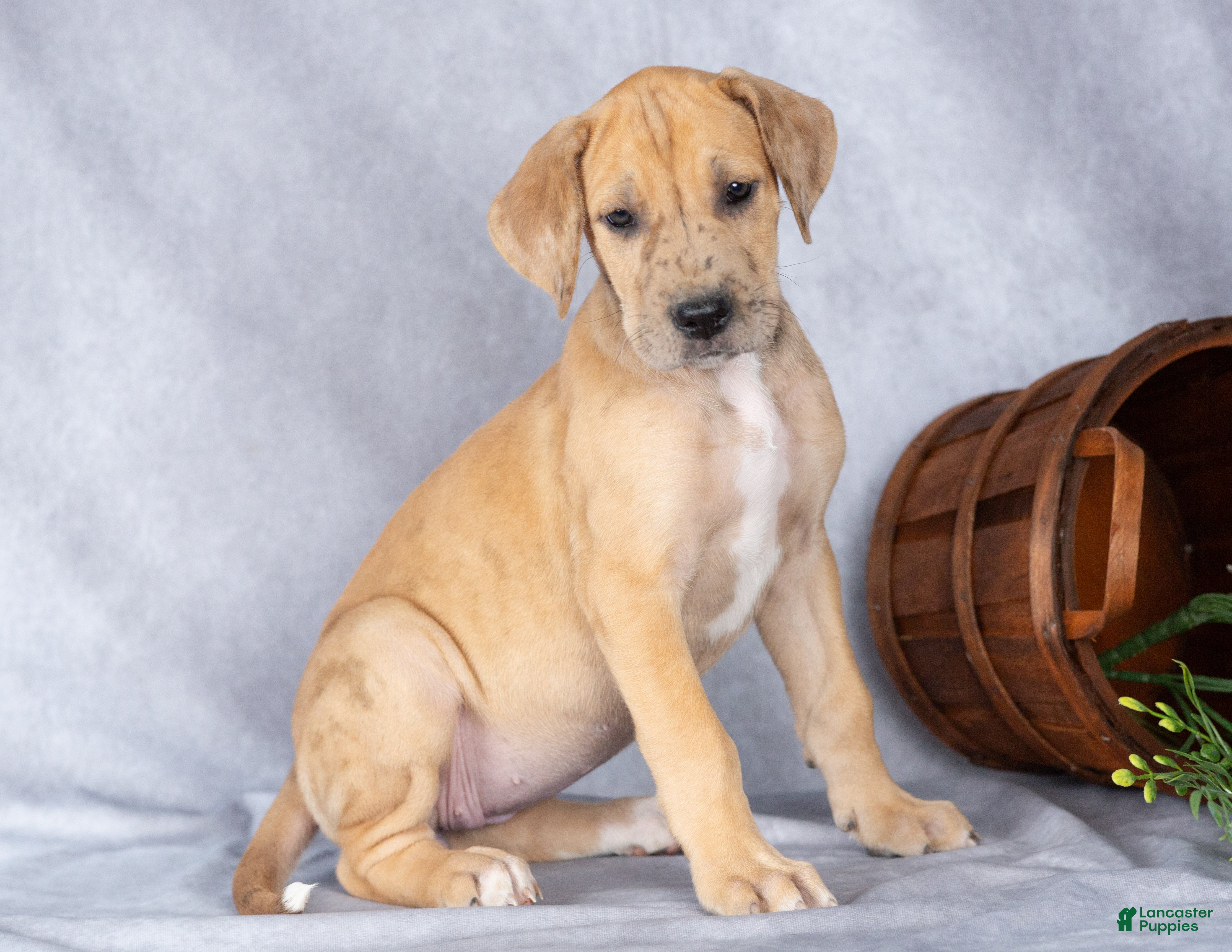 Great Dane dogs for sale: Minnie - Ad 1