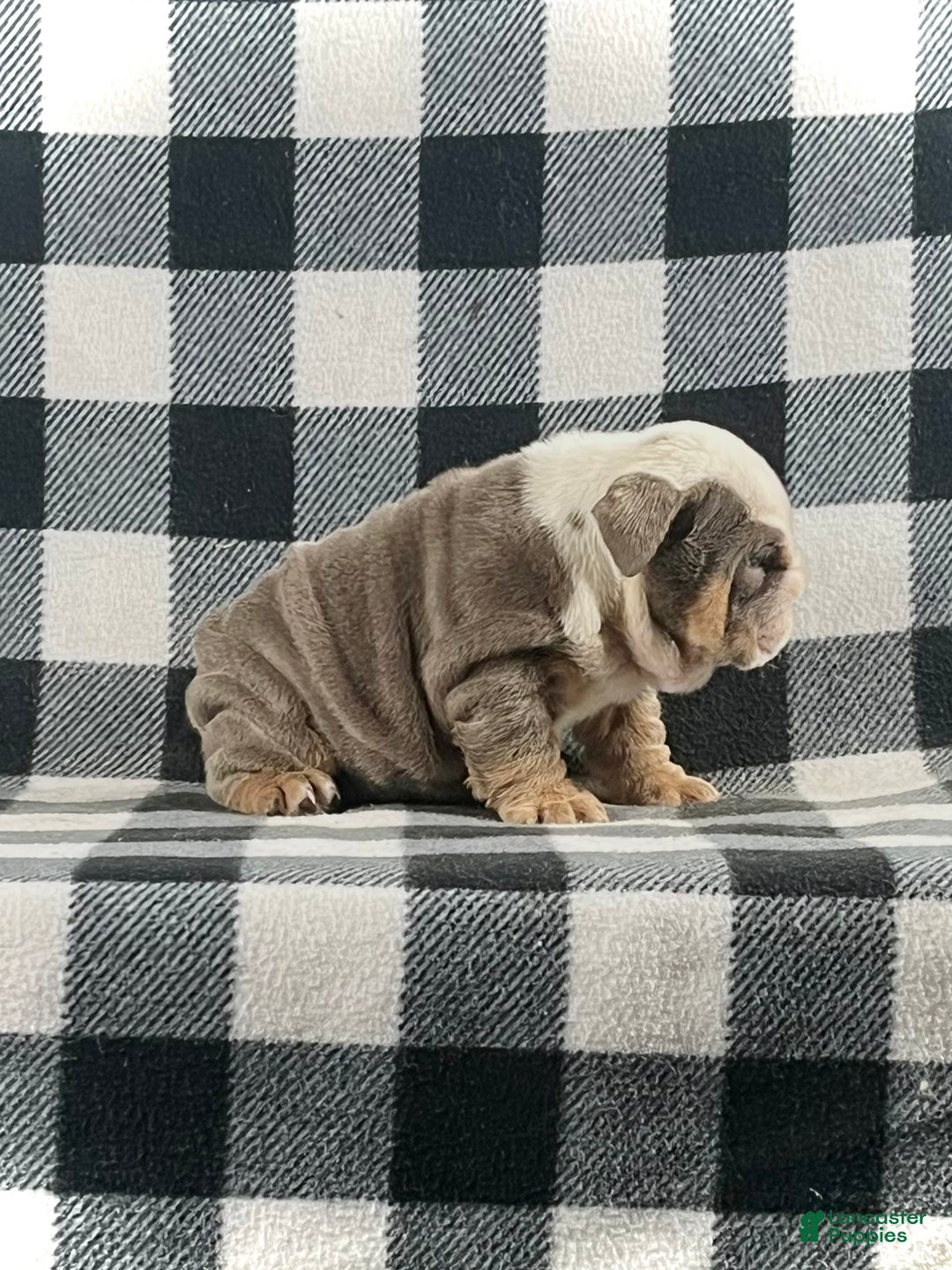English Bulldog dogs for sale: Bella - Ad 2