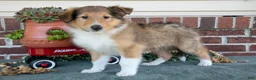 Collie dogs for sale: Nancy - Ad 1