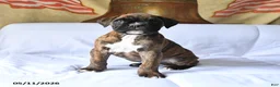 Boxer dogs for sale: Boger - Ad 2