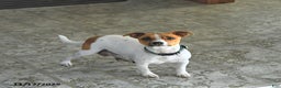 Jack Russell Terrier dogs for sale: Rocky - Ad 11