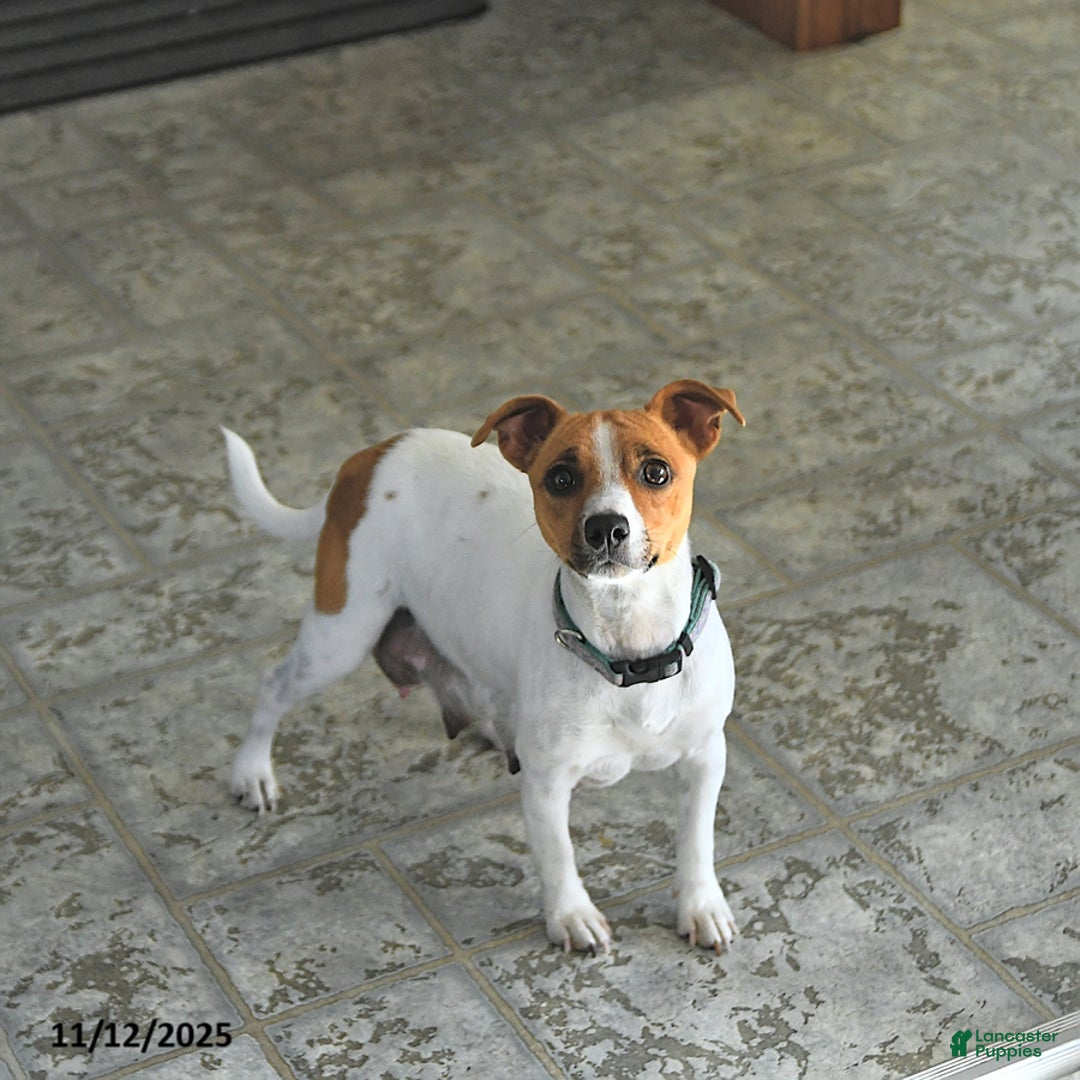 Jack Russell Terrier dogs for sale: Rocky - Ad 11