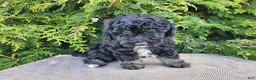 Mini Bernedoodle dogs for sale: Mia - Ad 10