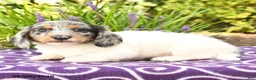 Miniature Dachshund dogs for sale: Oscar - Ad 4