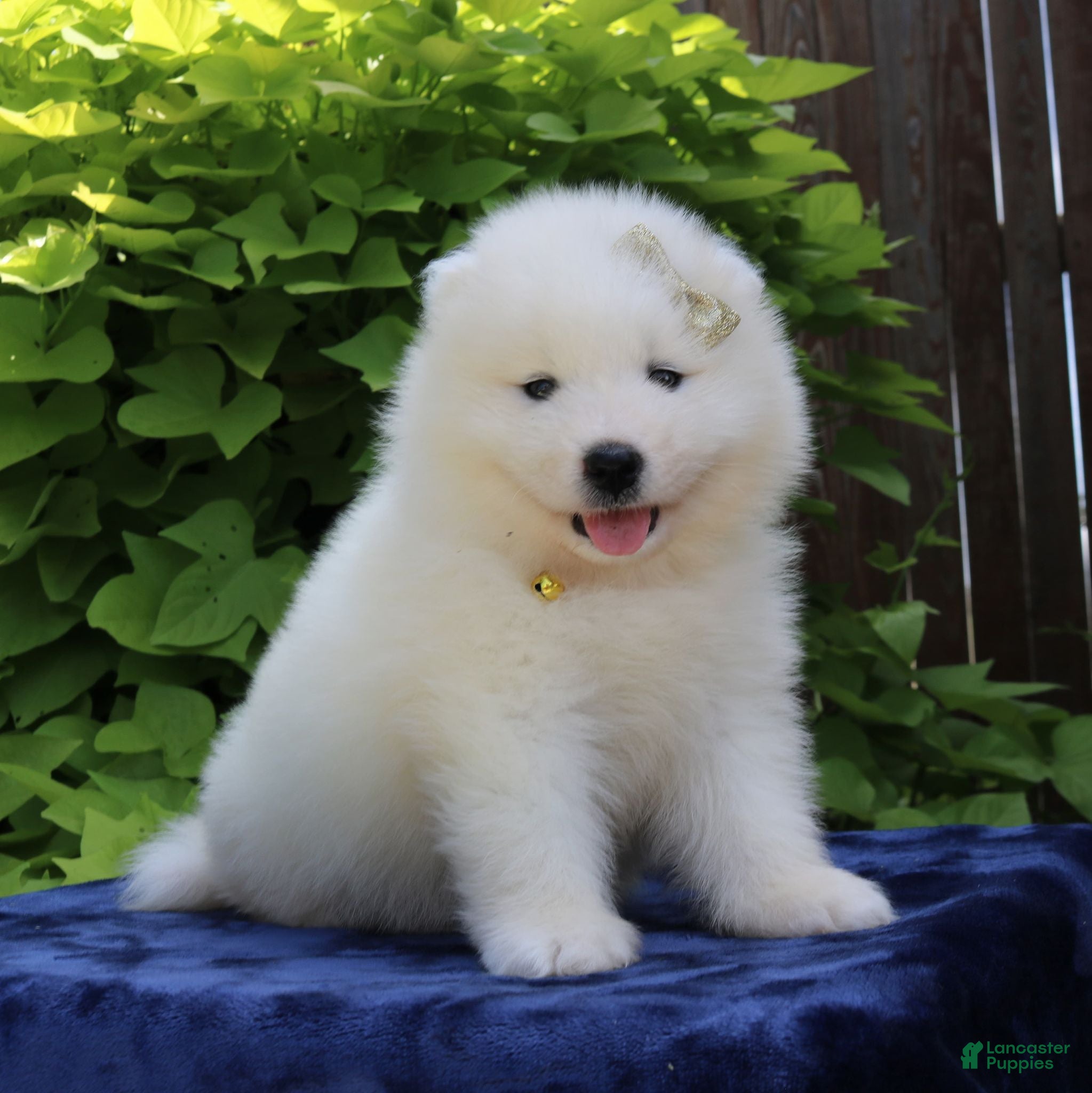Samoyed dogs Ava - Ad 1