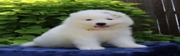 Samoyed dogs for sale: Ava - Ad 1