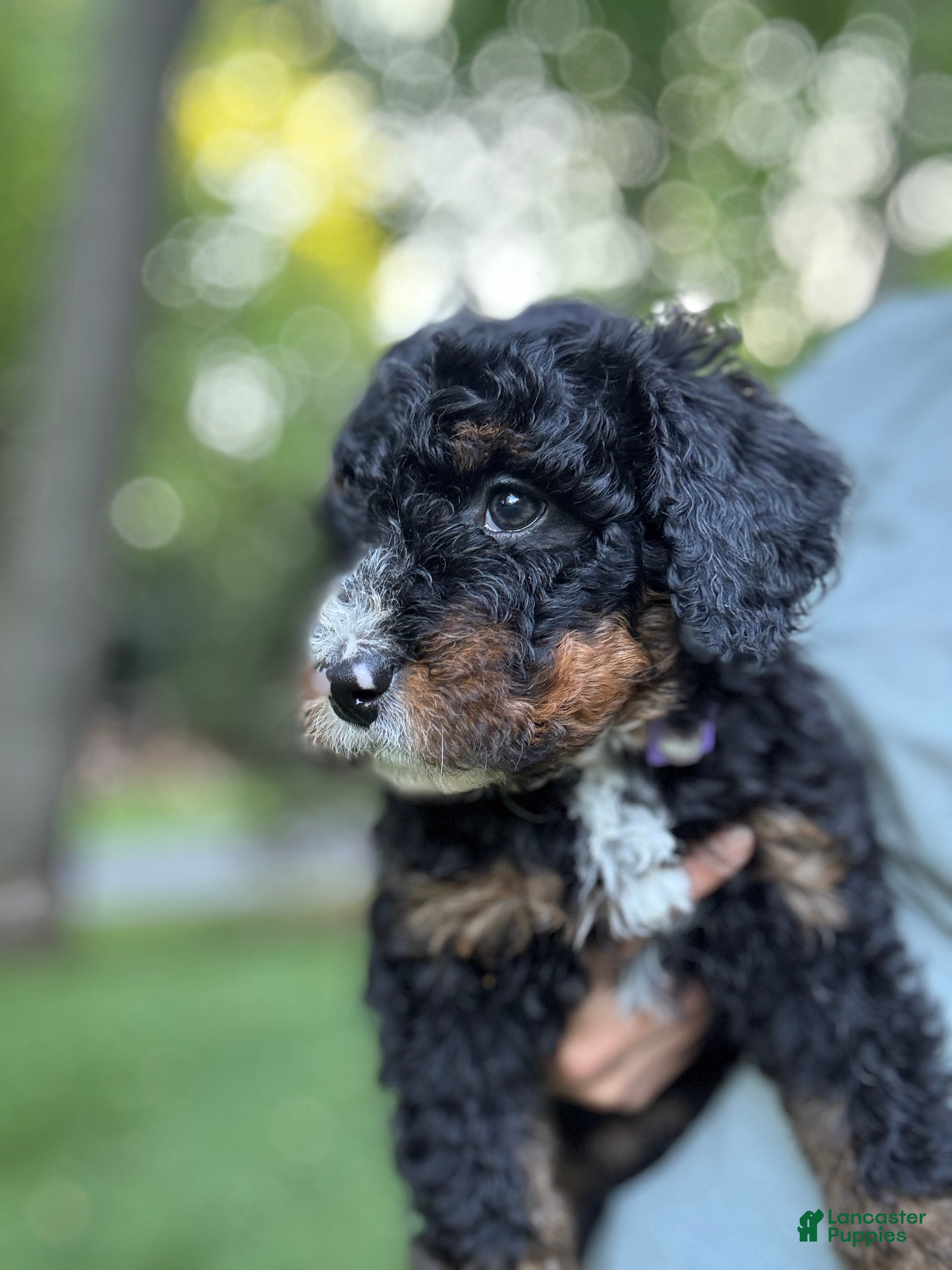Mini Bernedoodle dogs for sale: Lilly - Ad 5