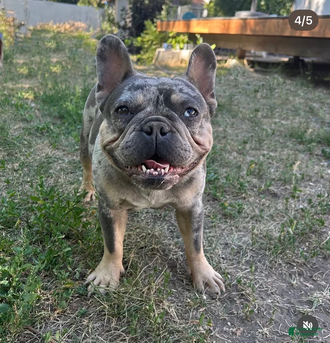 French Bulldog dogs for sale: French Bulldog Puppy 1 - Ad 11