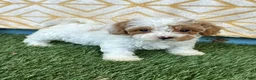 Cavapoo dogs for sale: Reese - Ad 2
