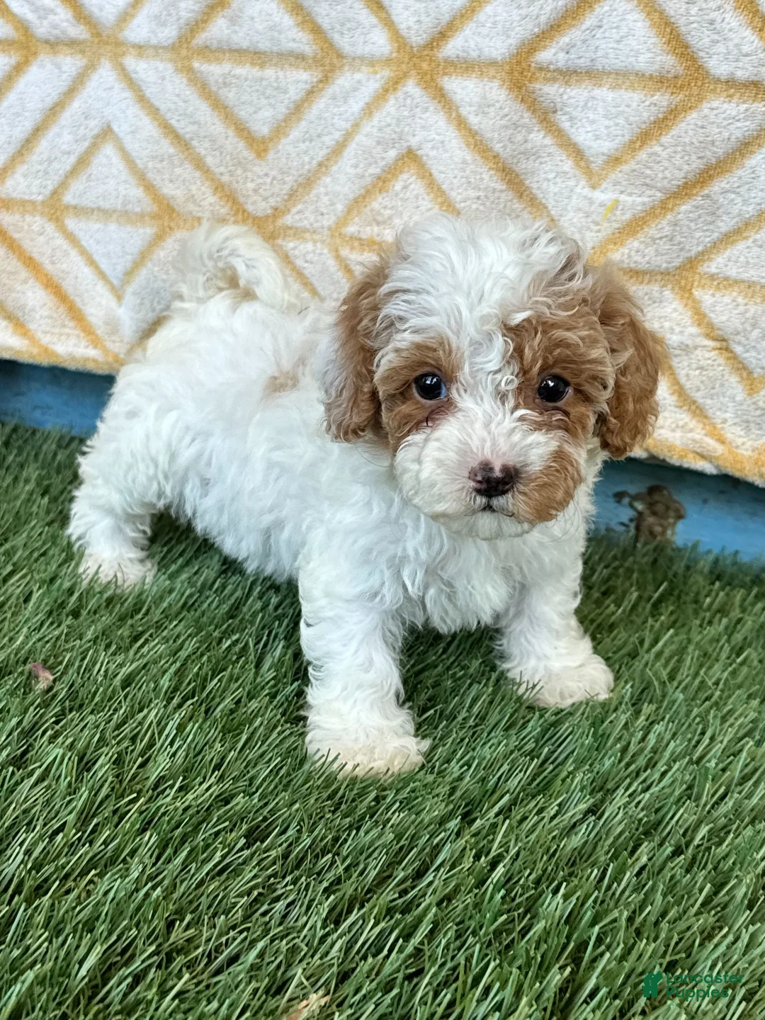 Cavapoo dogs for sale: Reese - Ad 2