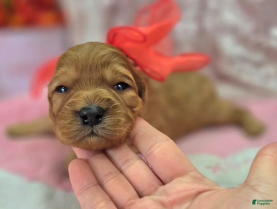 Cavapoo dogs for sale: Obsidian - Ad 3