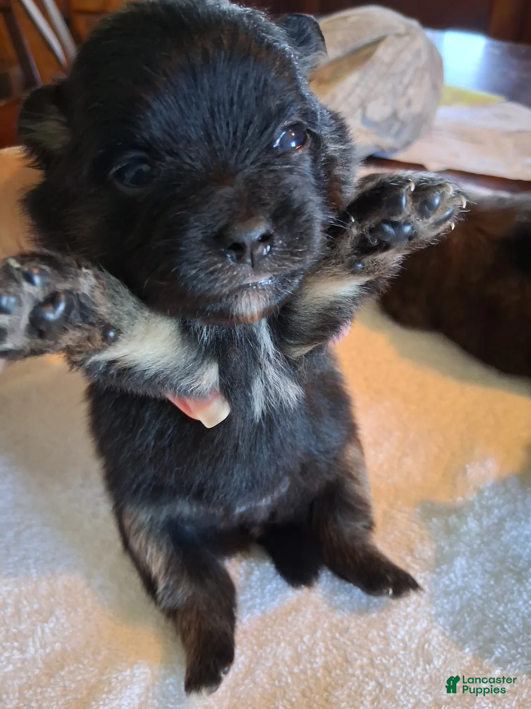 Pomeranian dogs for sale: Pomeranian 2 - Ad 2