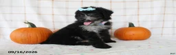 Mini Aussiedoodle dogs for sale: Bella - Ad 4