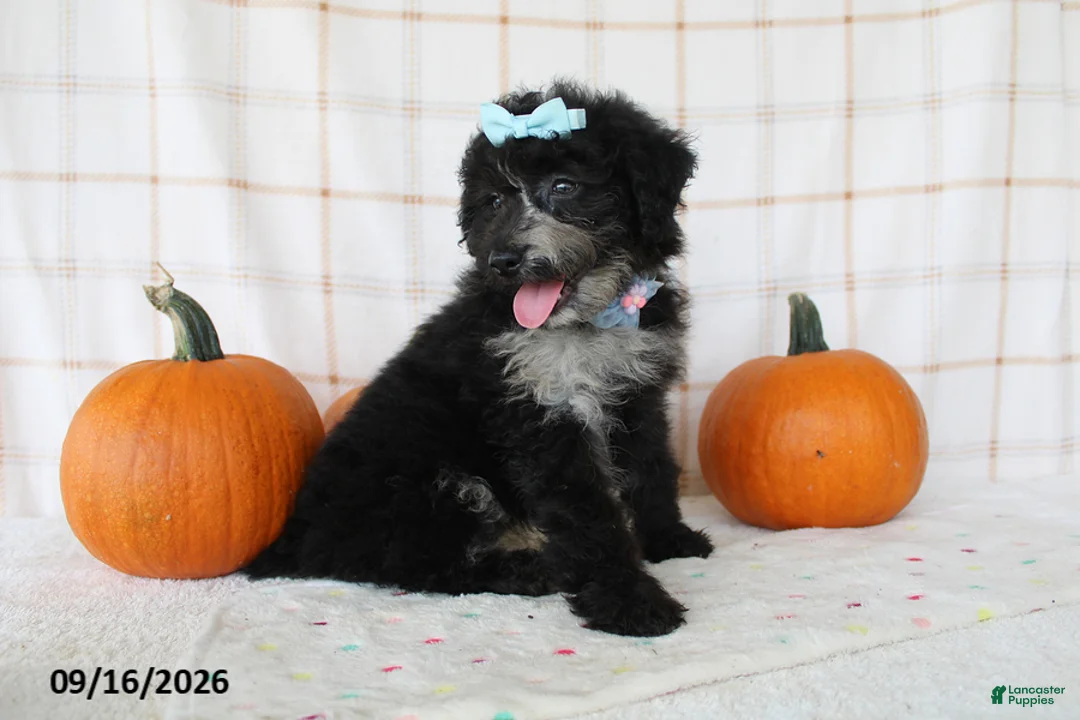 Mini Aussiedoodle dogs for sale: Bella - Ad 4