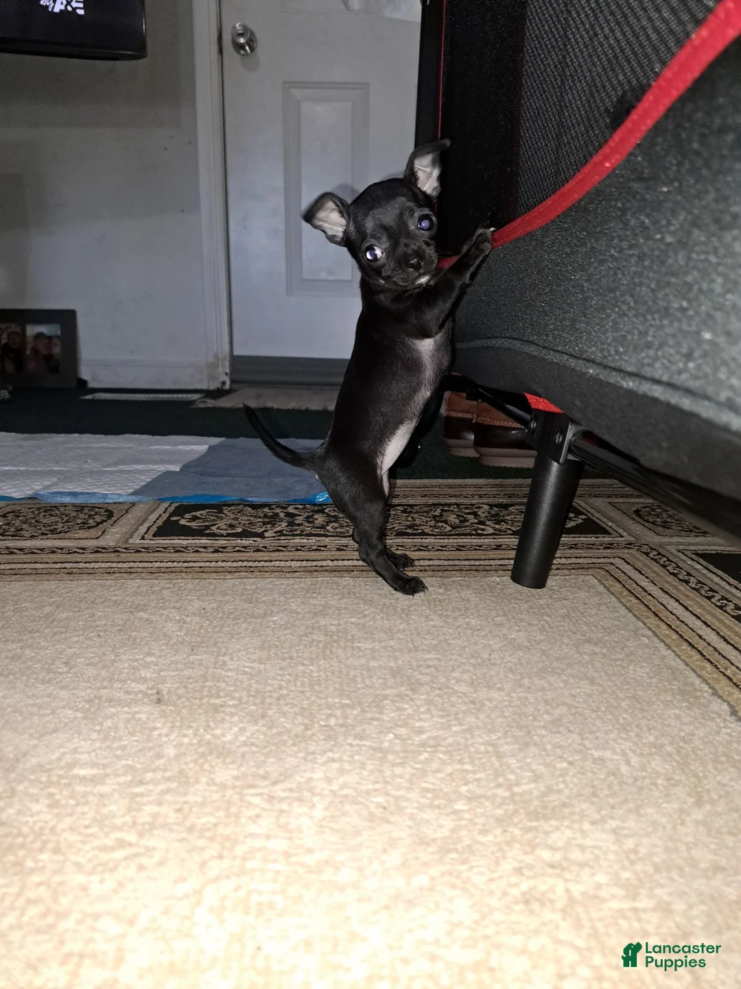 Chihuahua dogs for sale: Black and white female - Ad 1
