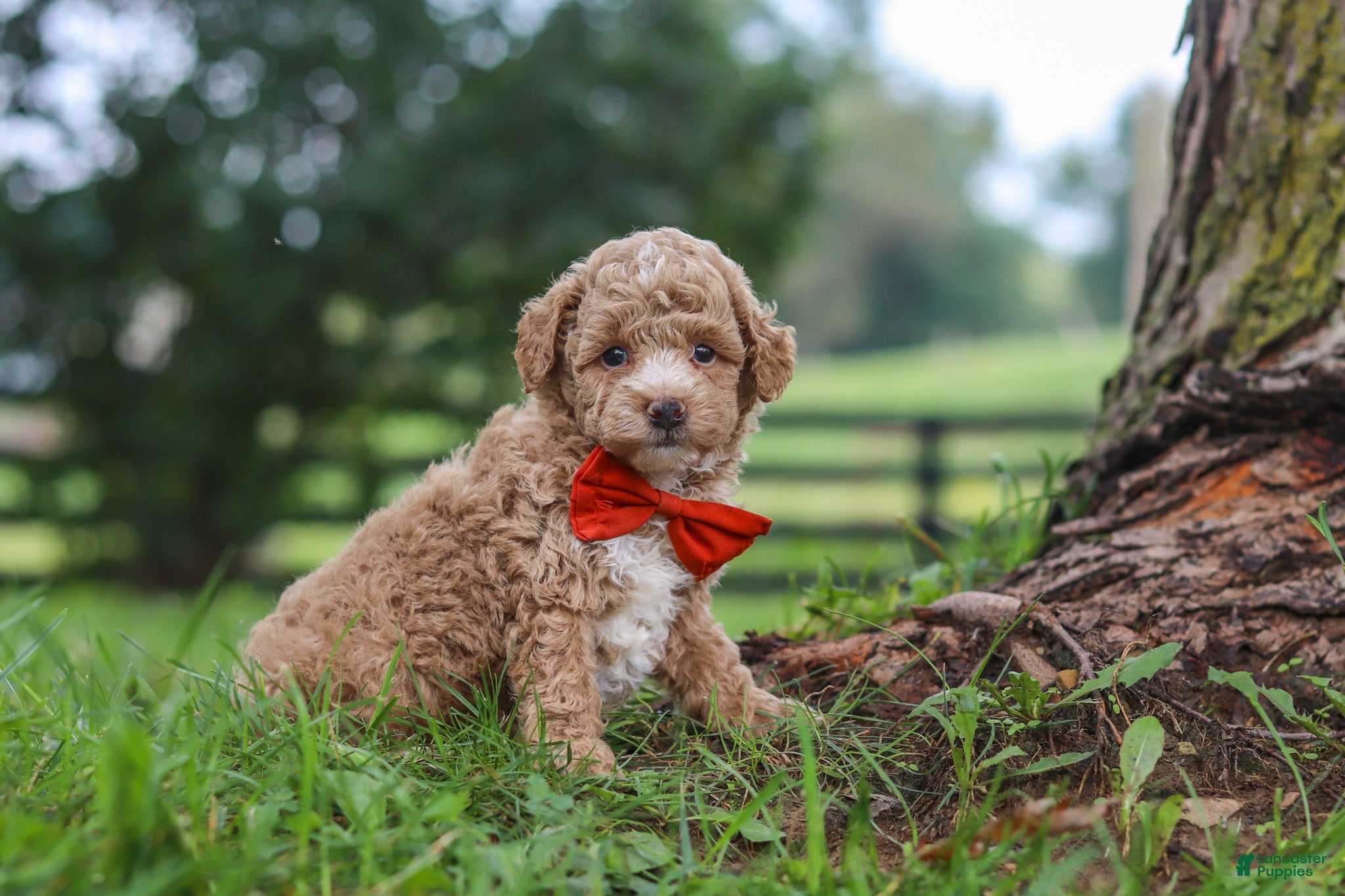 Miniature Poodle dogs Milo - Ad 1
