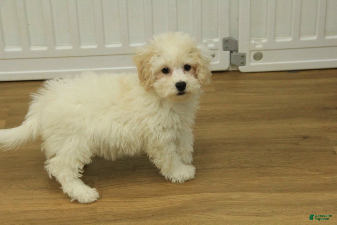 Bichpoo dogs for sale: Rory - Ad 14