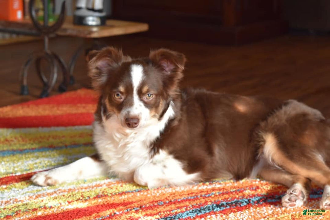 Gallery Image {{count}}