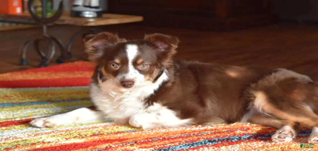 Gallery Image {{count}}