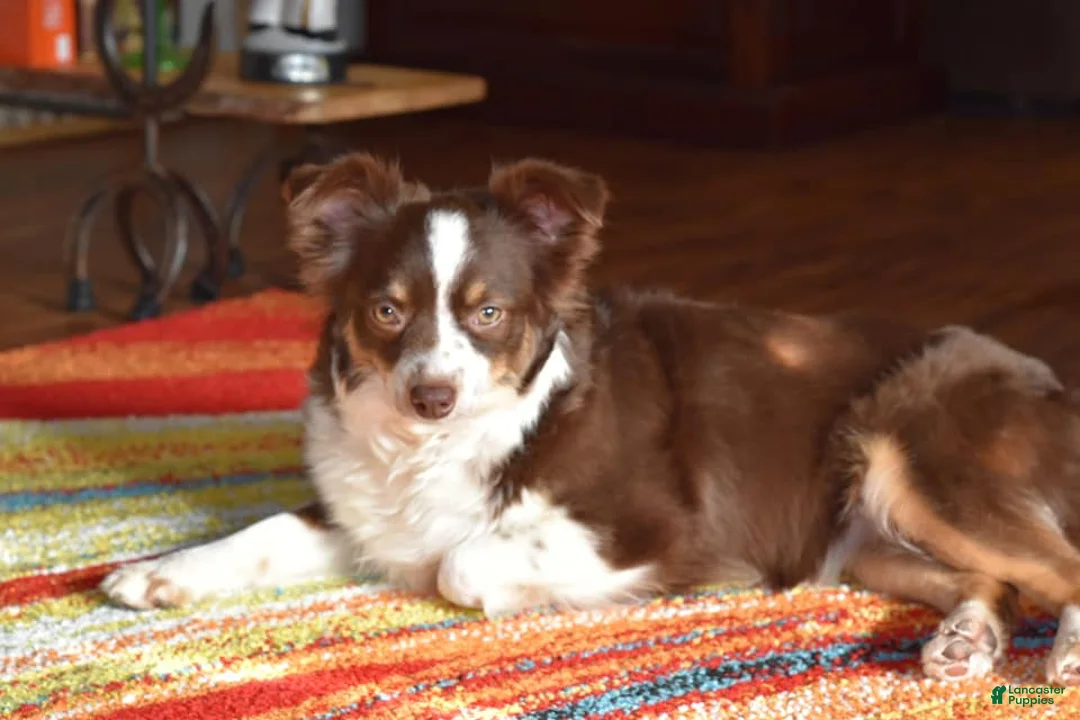 Gallery Image {{count}}