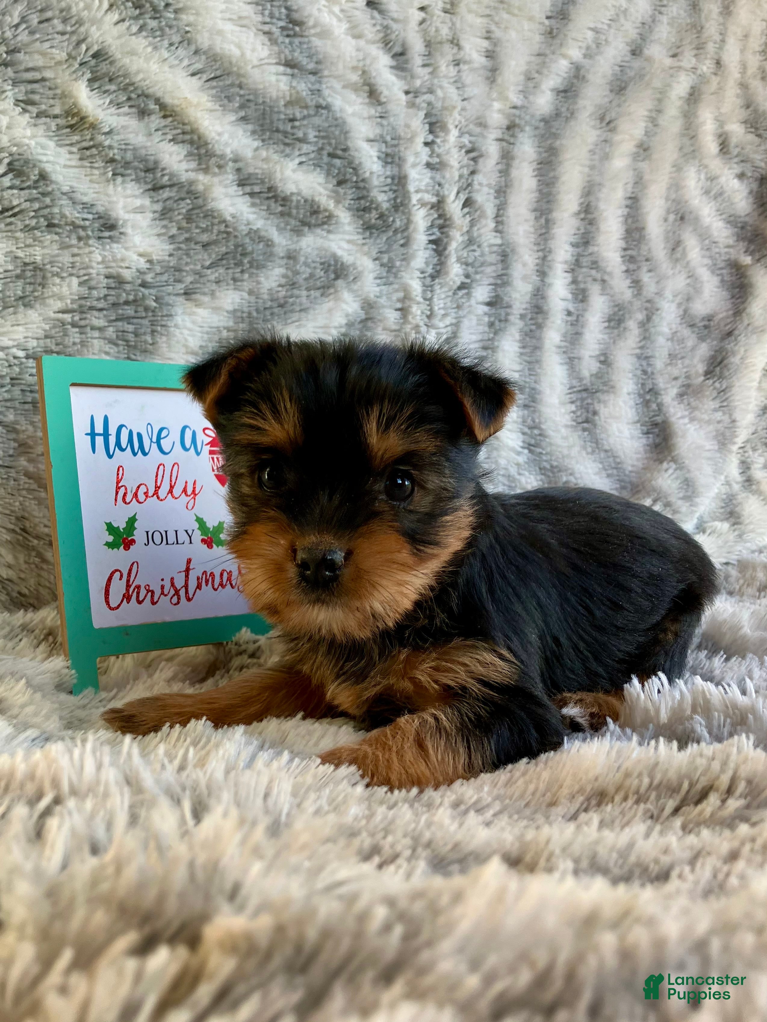 Yorkshire Terrier dogs Noelle  - Ad 34