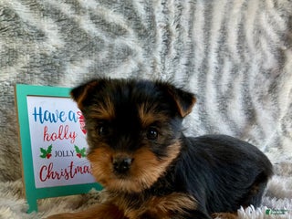 Yorkshire Terrier dogs Noelle - Ad 34