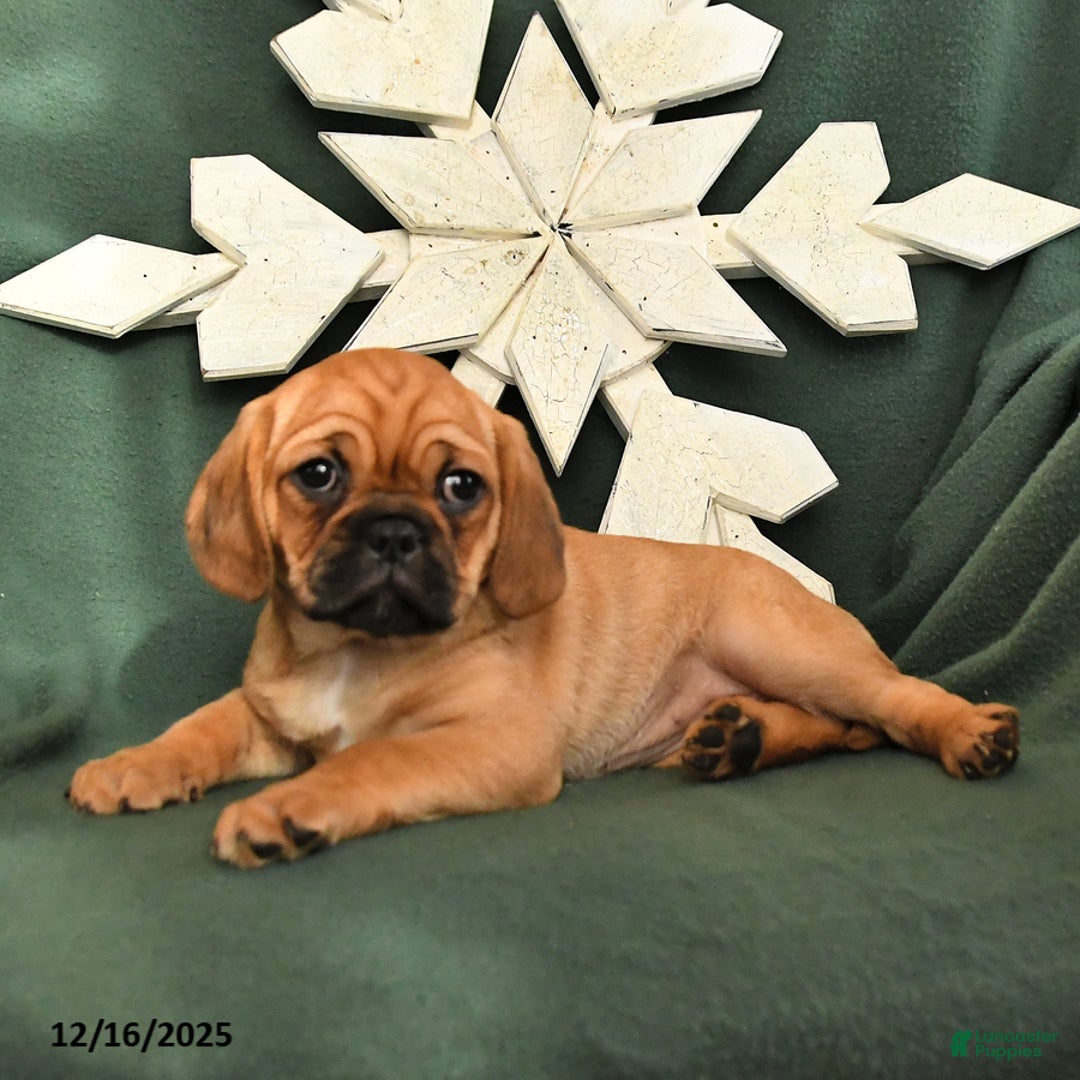 Mixed Breed dogs for sale: Rosie - Ad 3