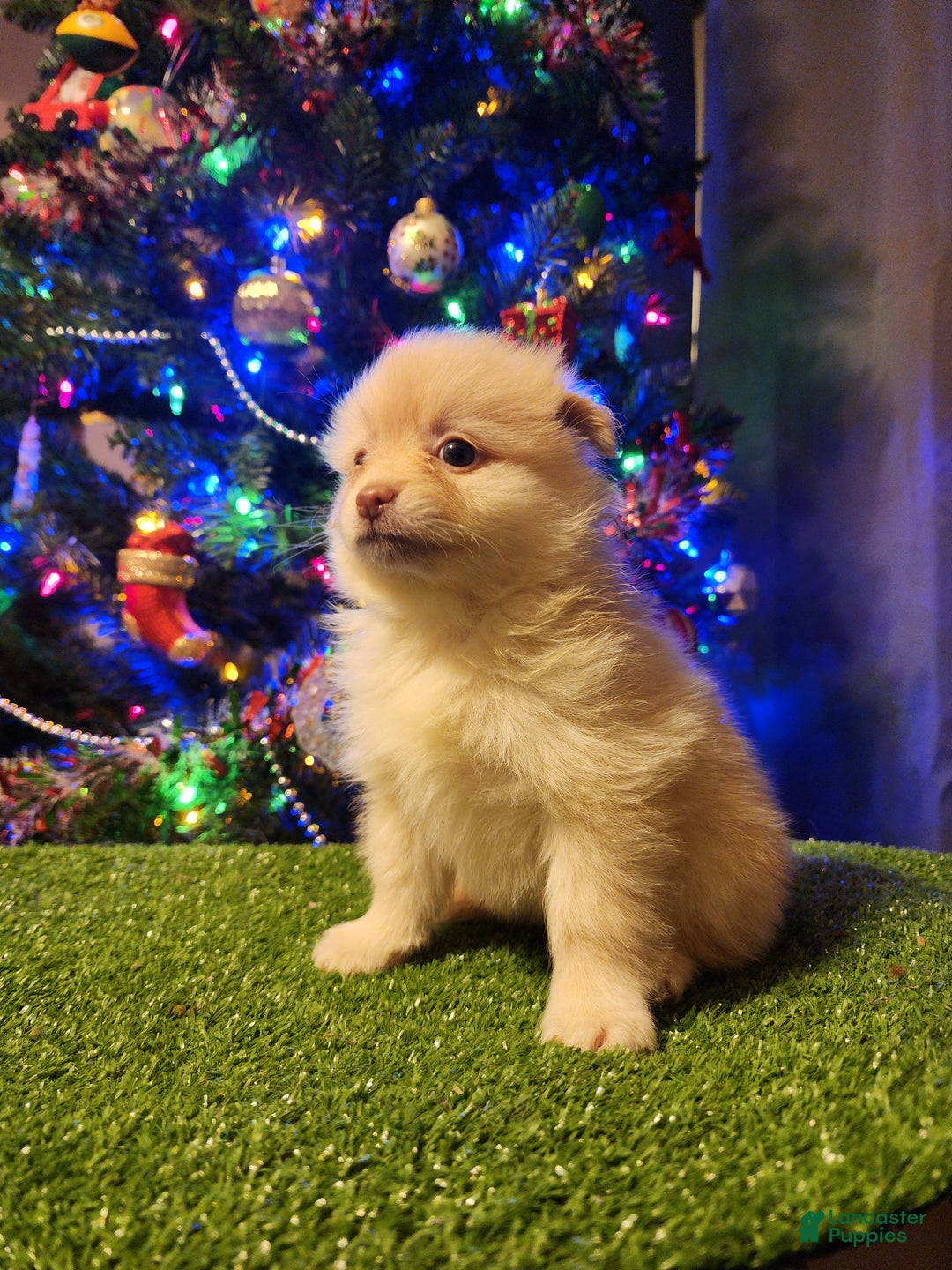 Pomeranian dogs for sale: Toby - Ad 11