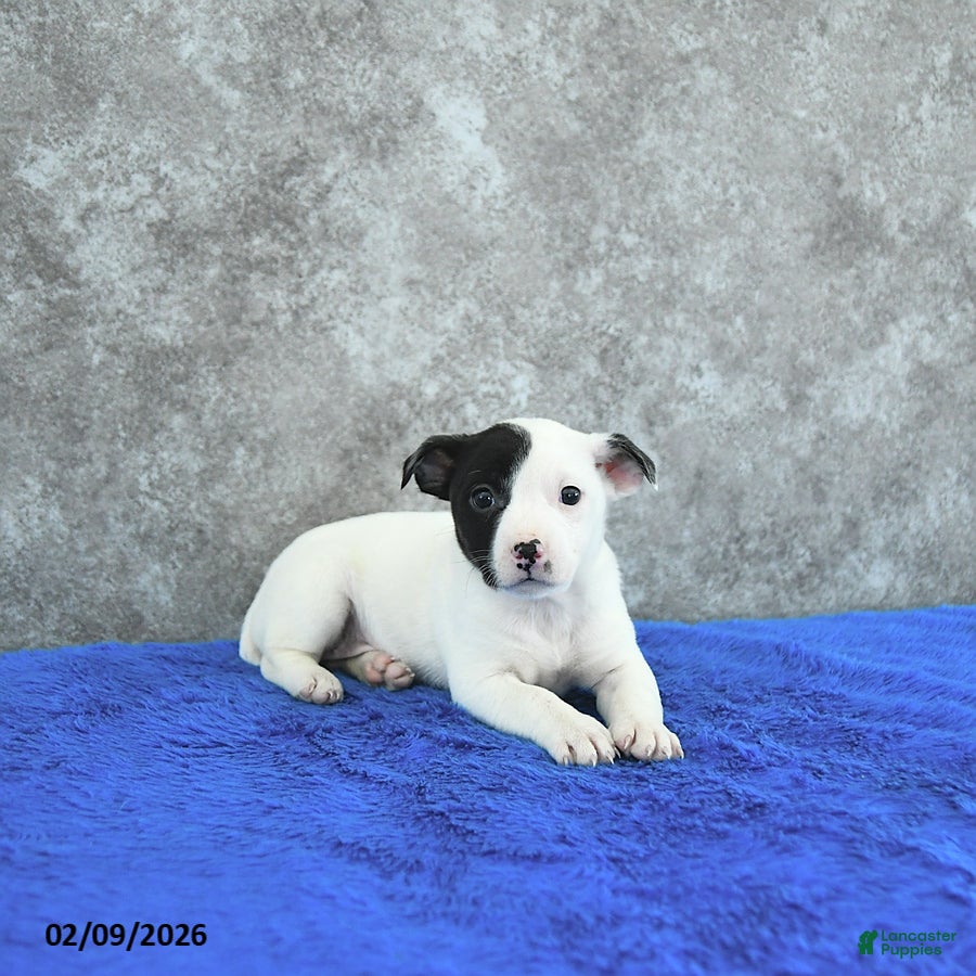 Mixed Breed dogs Taylor - Ad 23