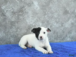 Mixed Breed dogs Taylor - Ad 12