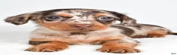 Miniature Dachshund dogs for sale: Sage - Ad 5