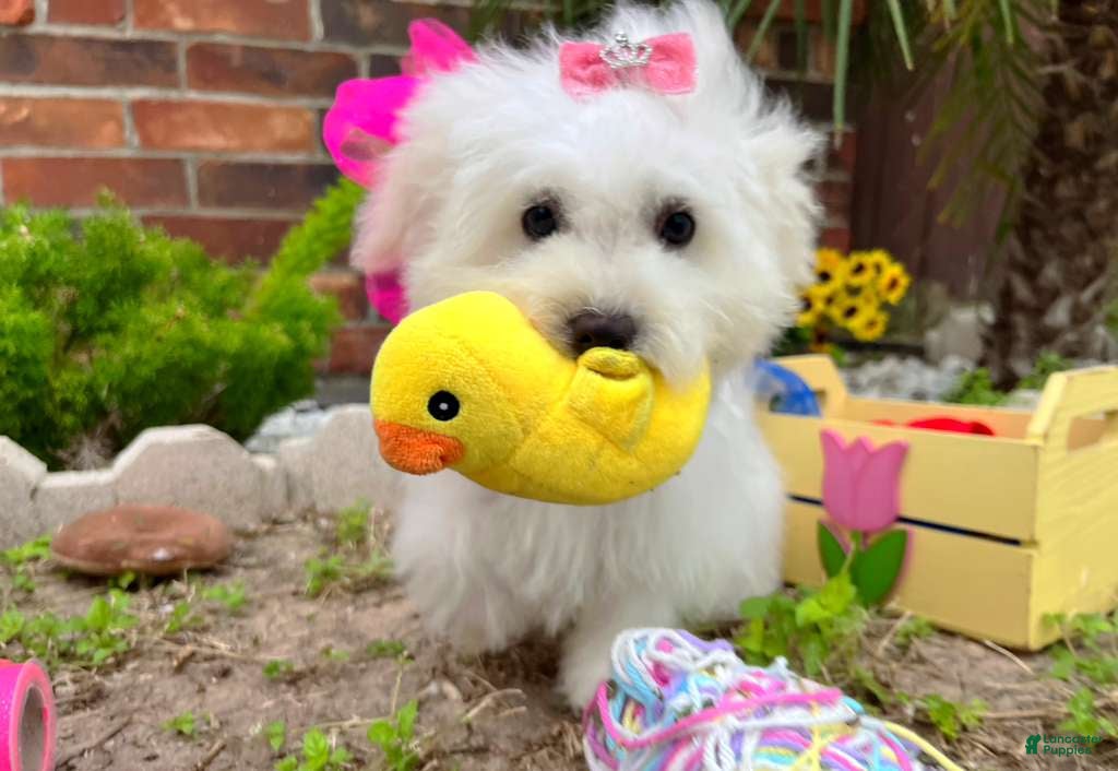 Maltipoo dogs Snow White - Ad 2