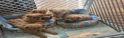 Mixed Breed dogs for sale: Mixed Breed 1 - Ad 2