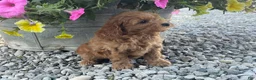 Mini Goldendoodle dogs for sale: Miles Mini Goldendoodle  - Ad 8